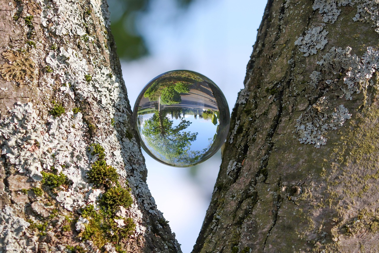 tree trunk, bark, bullet, glass sphere, split, crotch, reflection, impression, nature, insight, insight, insight, insight, insight, insight